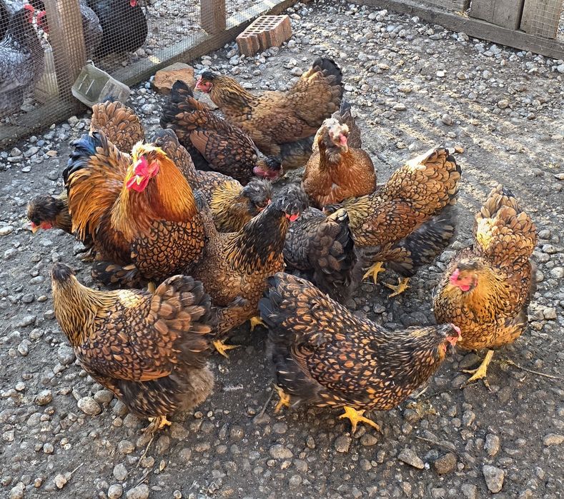 Ouă pentru incubat metis wyandotte Gsg