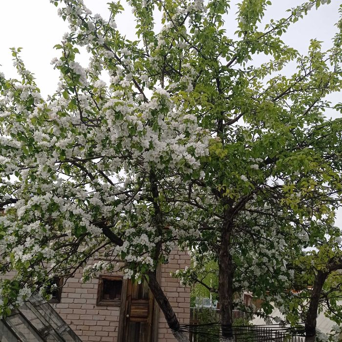Продам дачу в с/о Северяночка