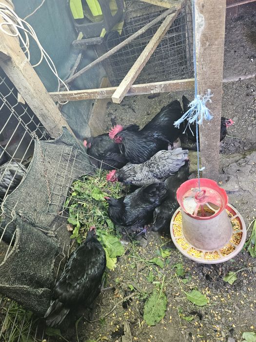 Gaini cocosi Australorp Rate Salbatice