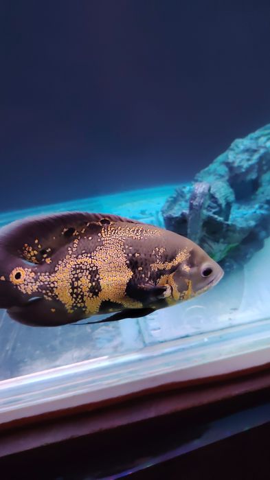 Астронотус Оскар