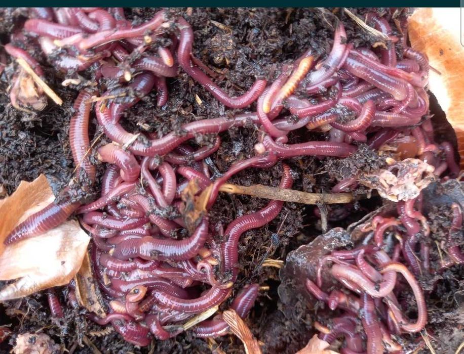 Чувалчанг ва биогумс сотилади