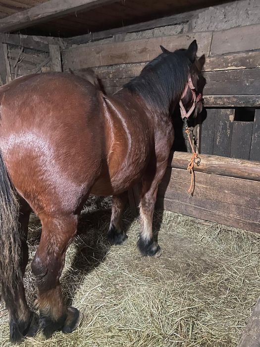 Vând 3 armăsari în vârstă de un jumate