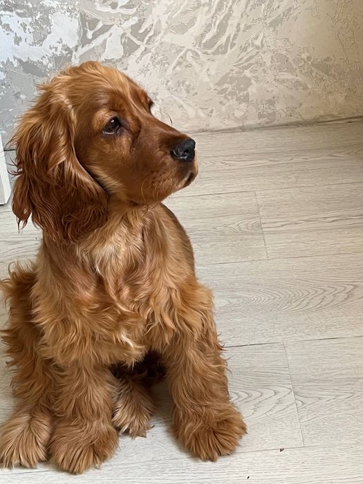 Сабачка Кокер Спаниель девочка