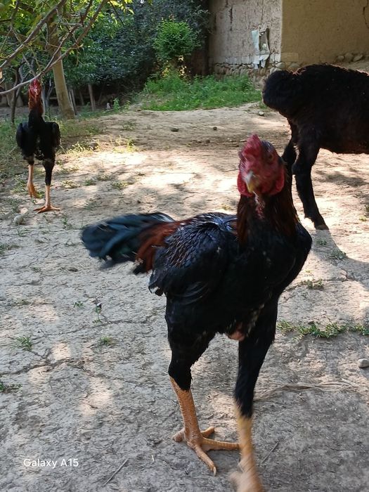 Xoʻrozlar shamo dekabrniki