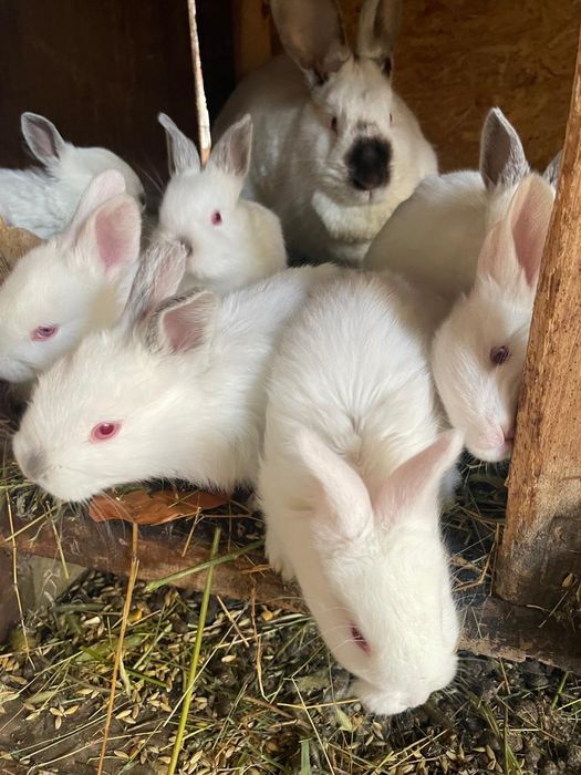 Маленькие кролики
