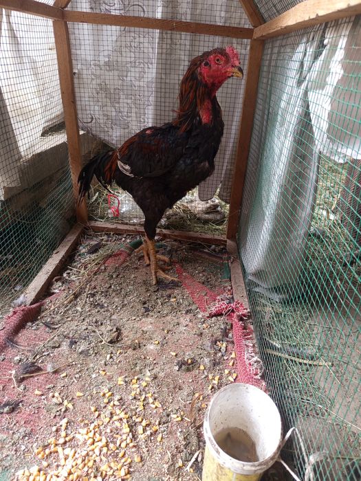 Xuroz sotiladi sogʻligi hamma narsaga garantiya 1 kuz xuroz