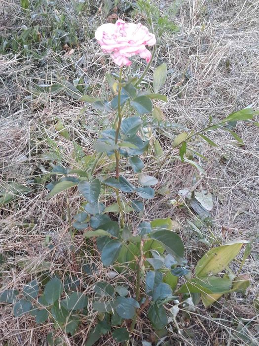 Продавам Имот с Вила местност Кенана Хасково