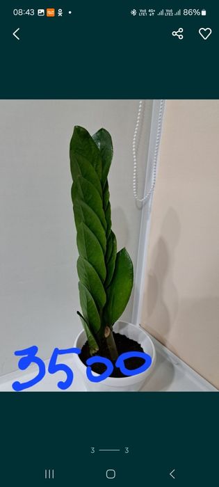 Замиокулькас Пирамида