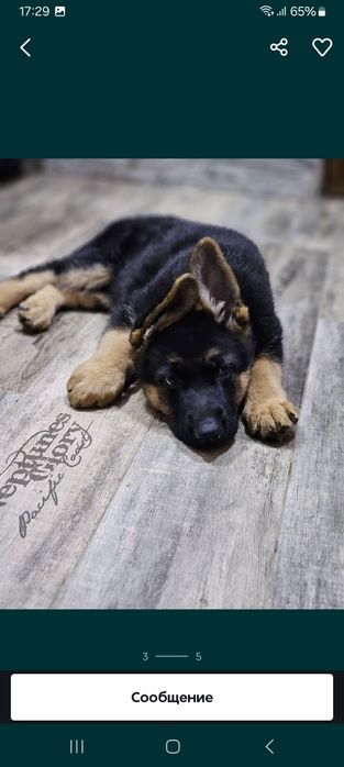 продаже щенки немецкой овчарки.