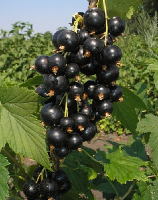 Продам саженцы смородины в городе Тараз