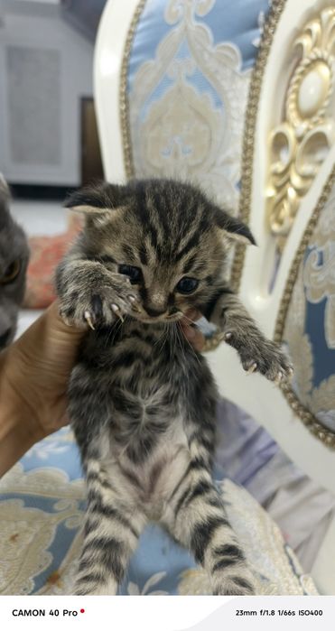 Кошка скотч фолд