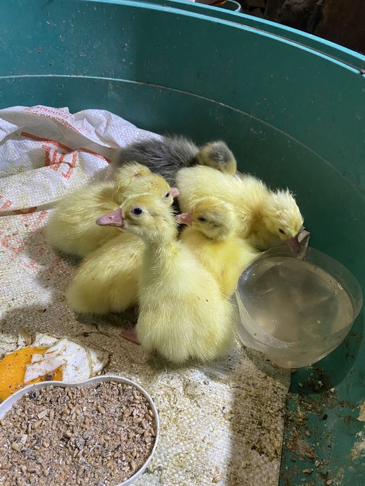 Гусята ,утята (Сортировка)