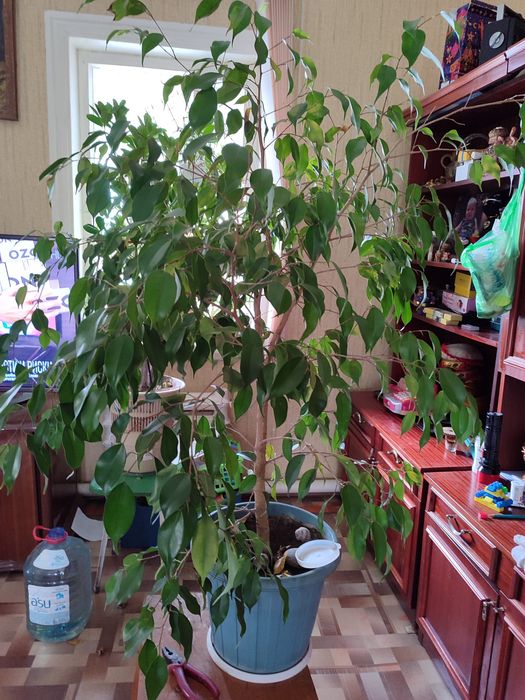 Продам фикус, алое и т.д.