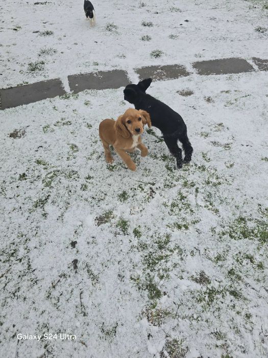 Koker na tiri meseca ima vaksini