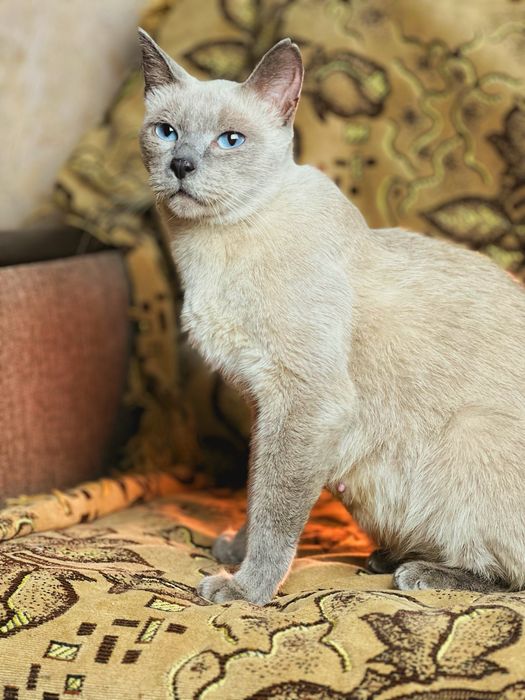 Красивая кошечка в добрые руки