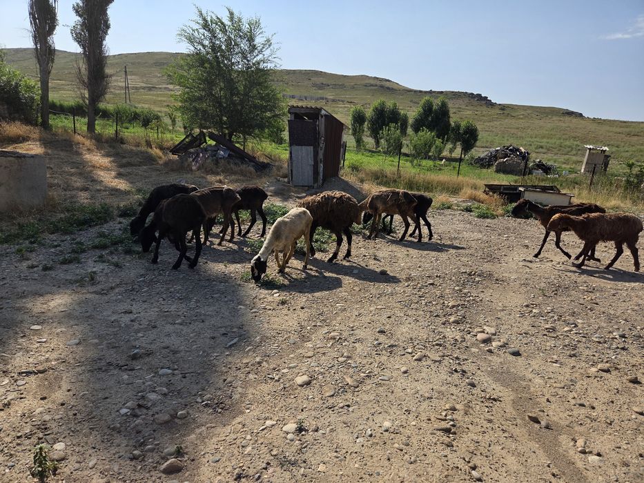 Шаруа, байлауға арналған қойлар сатылады
