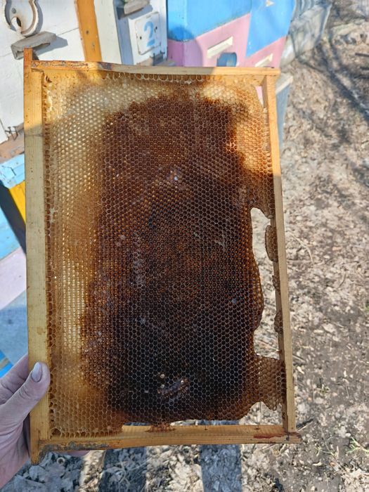 Продам сушь для пчел