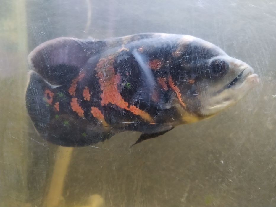 Продается Астронатус