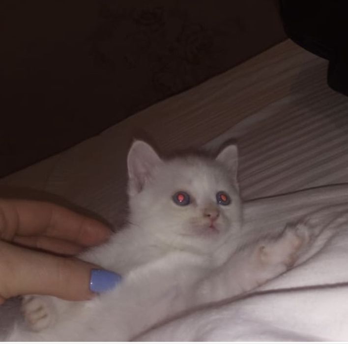 Красивые , милые котяда ищат дом