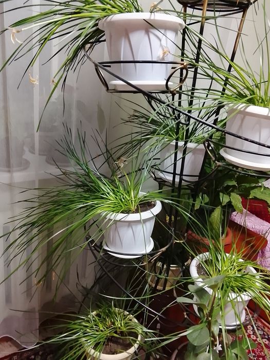 Продам цветы и стойку