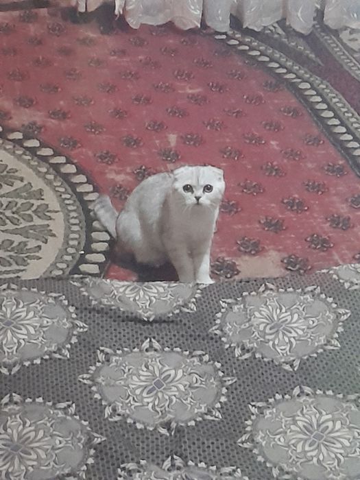 Shatlaniskiy mushik qizbola