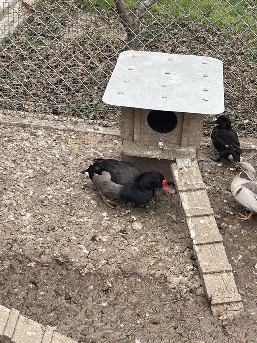 Vând rațe Micul Atlantic Standard și Argintiu