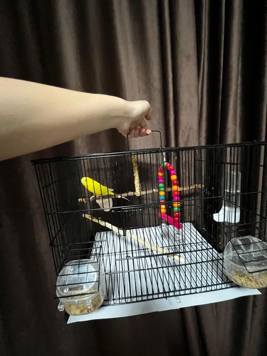 Продам Волнистого попугайчика