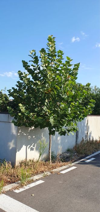 Vand platan englezesc calitate extra