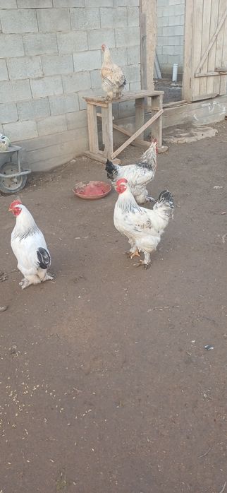 Продам молодых петухов