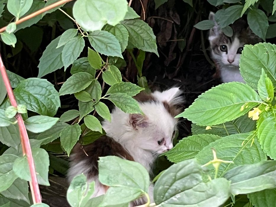 Котята Кот Котенок
