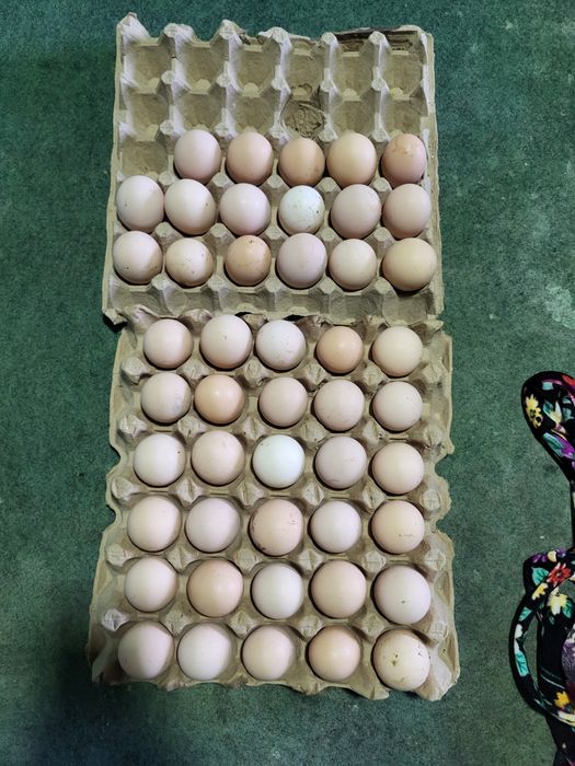 Xonaki tovuq tuxumlari Sotiladi!