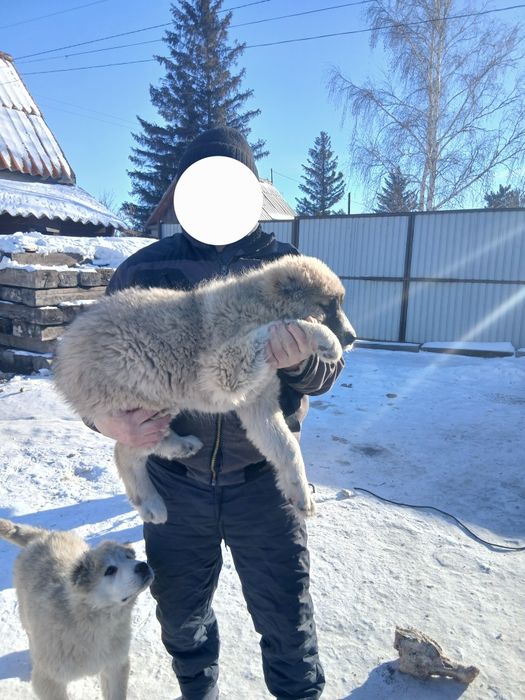 Продам Собак алабаи