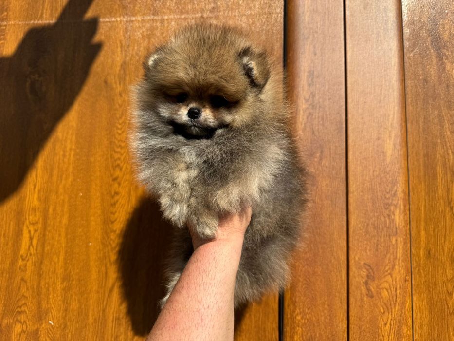 Продавам померан - възможна доставка