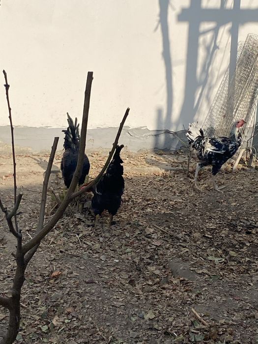 Домашние петухи