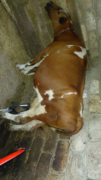 Продаю дойных коров