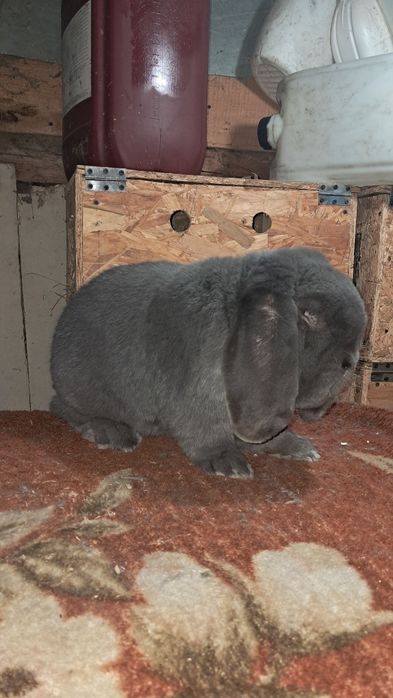 Vand mascul berbec german!