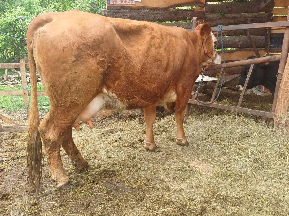 Vând juninca cu vitea de 2 luni