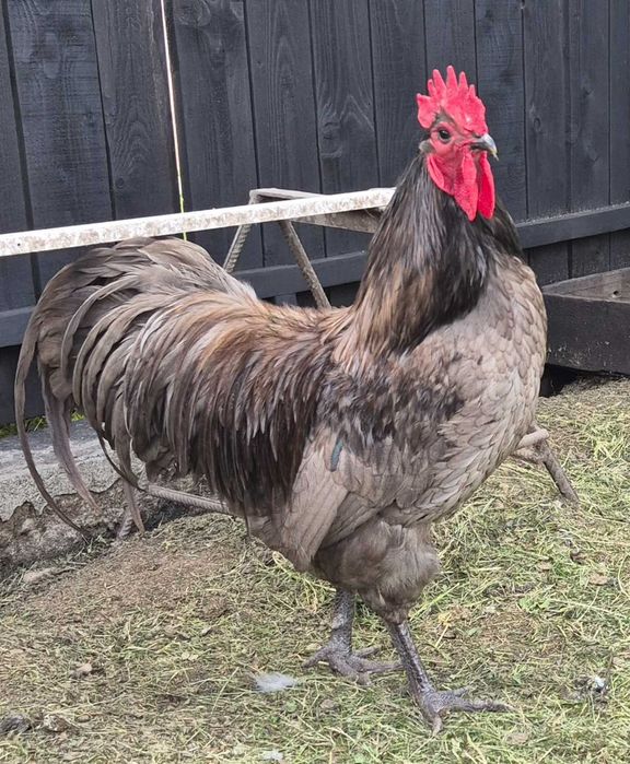 Familie Australorp 2+1 disponibilă