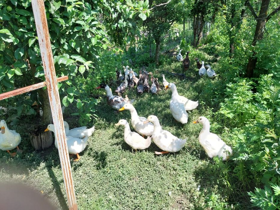 Rațe Pekin și Rațe Leșești (Mute) + Boboci – Diverse vârste