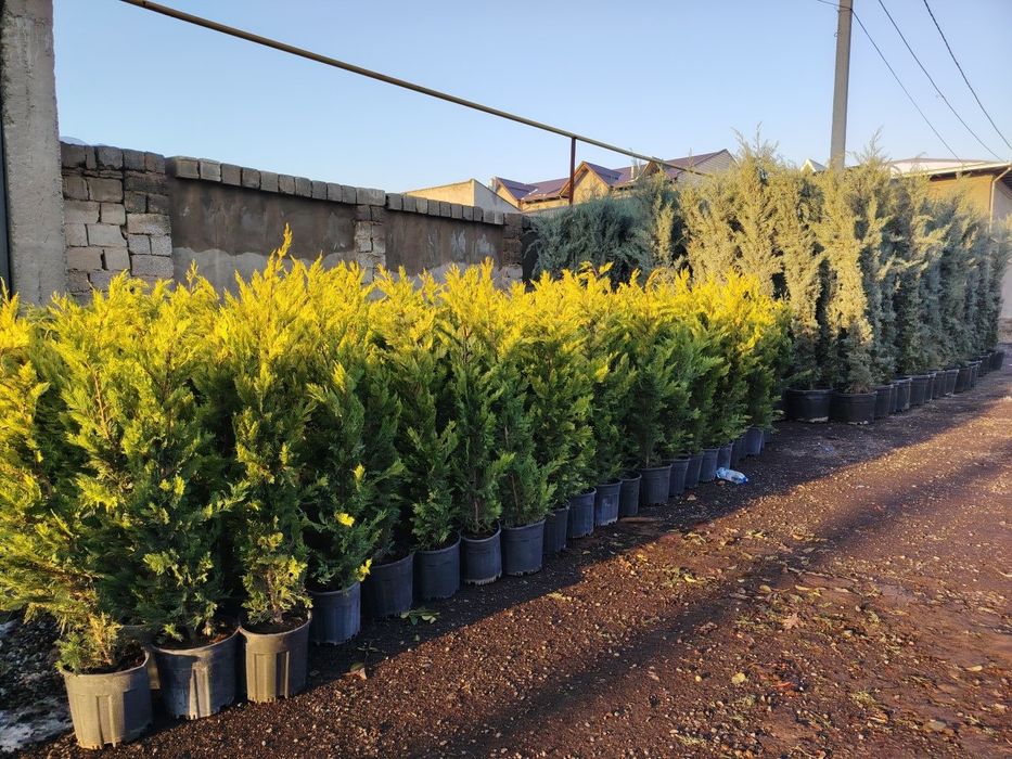 Кипарис kipar аризонский маржвеник туя голт туя  крим сасна арча archa