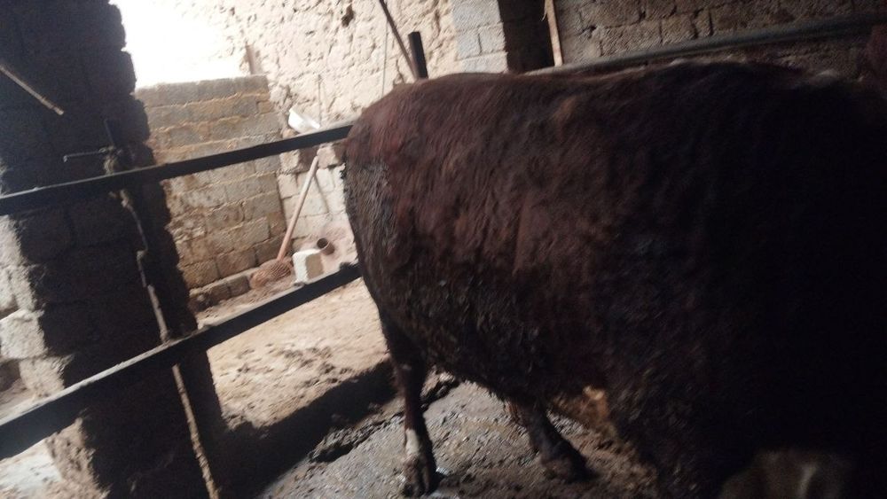 Buqa uyda boqilgan 600 kg, 700kg