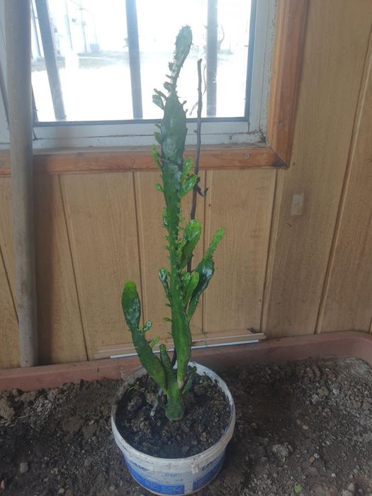 Кактуси големи и красиви