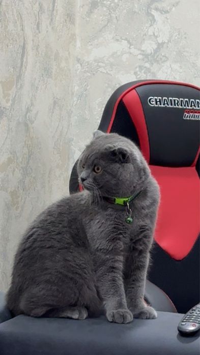 Кошка скотиш фолд угил бола