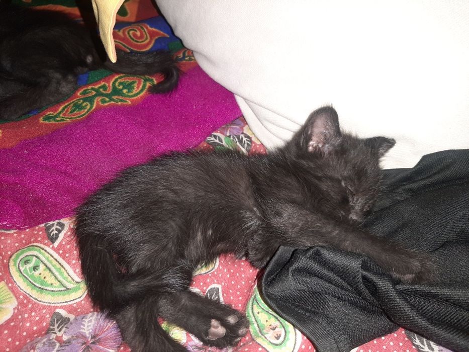 Котята даром. Мальчики