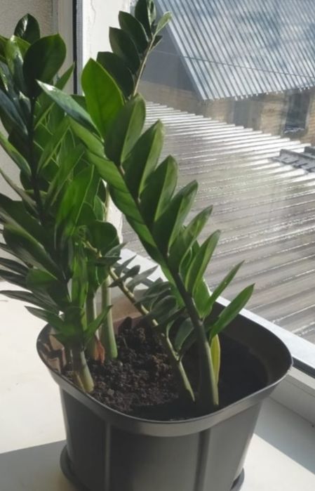 Продам комнатный цветок