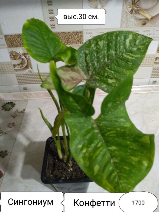 Продам Сингониумы