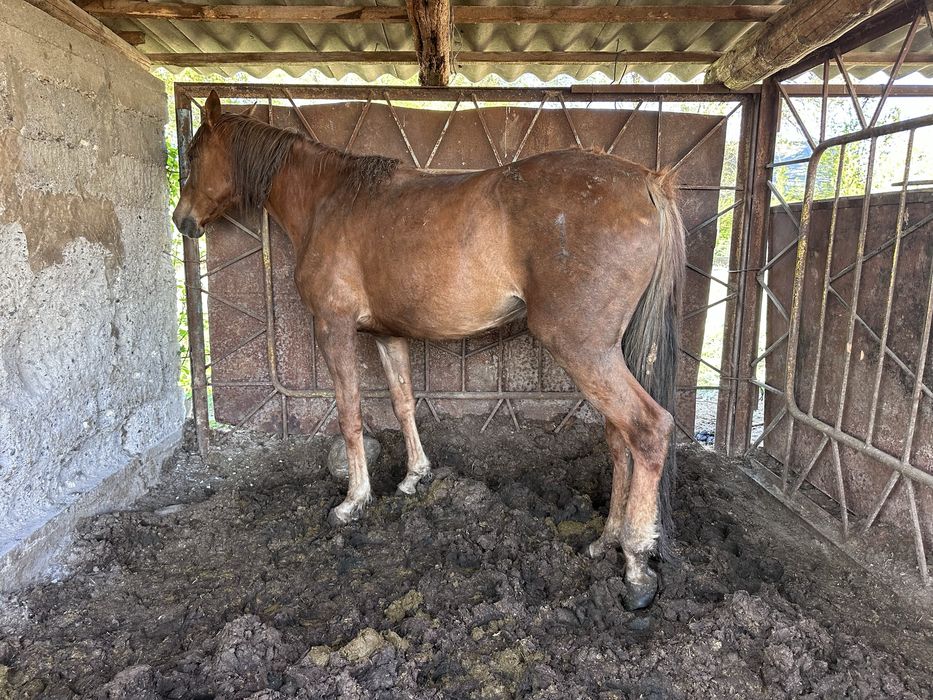 Лошадь(кобыла)жирная