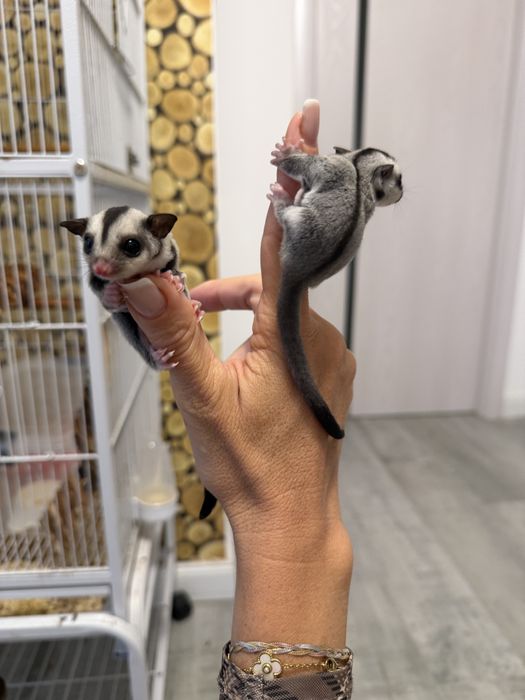 Sugar glider veverita zburatoare
