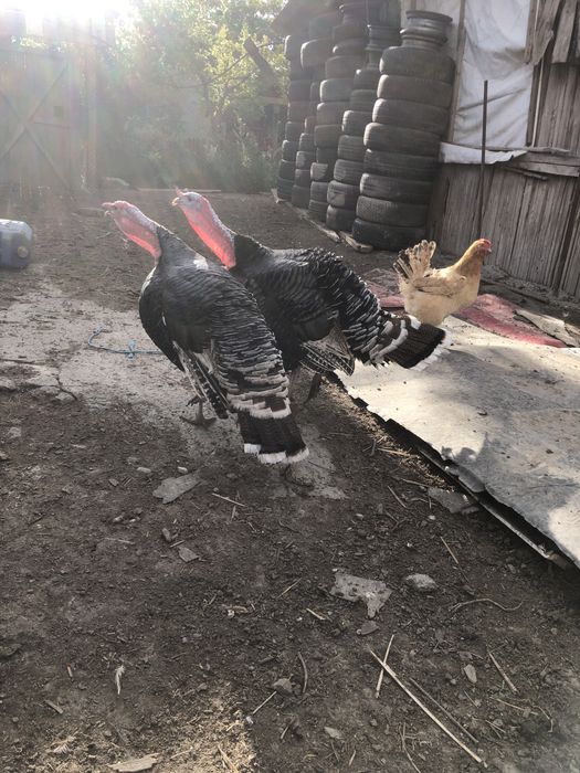 Vand curcani de tara