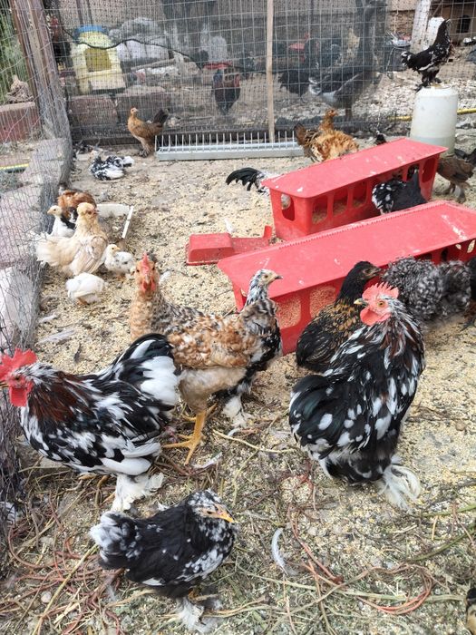 Cocosei pitici cochinchina si moțați strumki